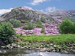 Rhododendron time In Beddgelert
