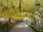 Laburnum Arch at Bodnant Gardens